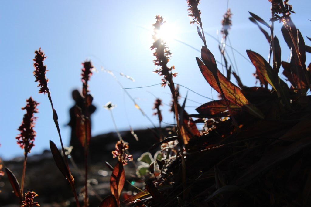 “A Merakulous Life”