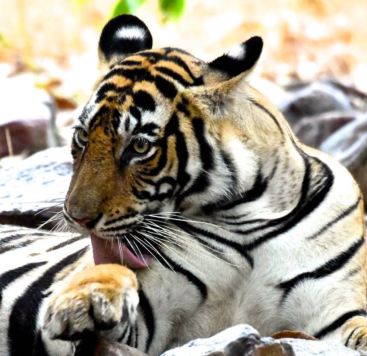 Merkulus Legends of Ranthambore National Park – A Merakulous Life